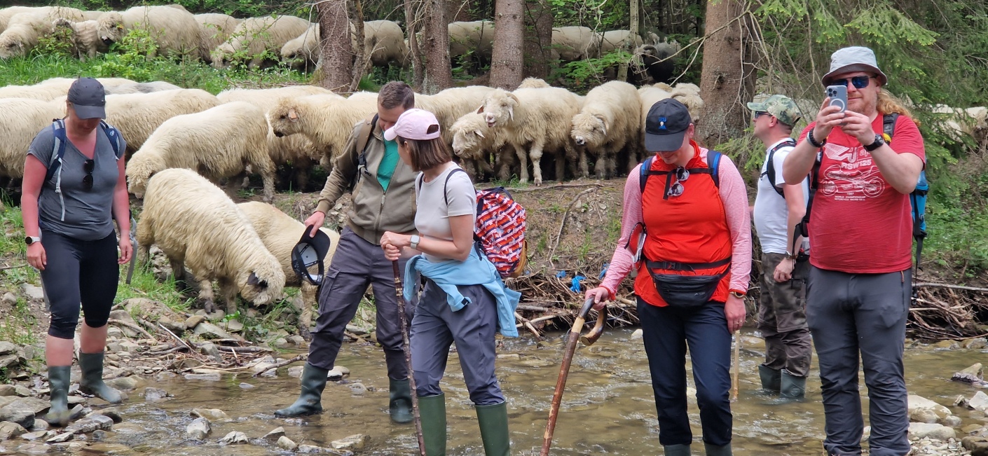 Leadersheep na wypasie 