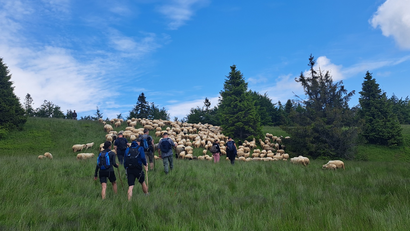 Leadersheep na wypasie 