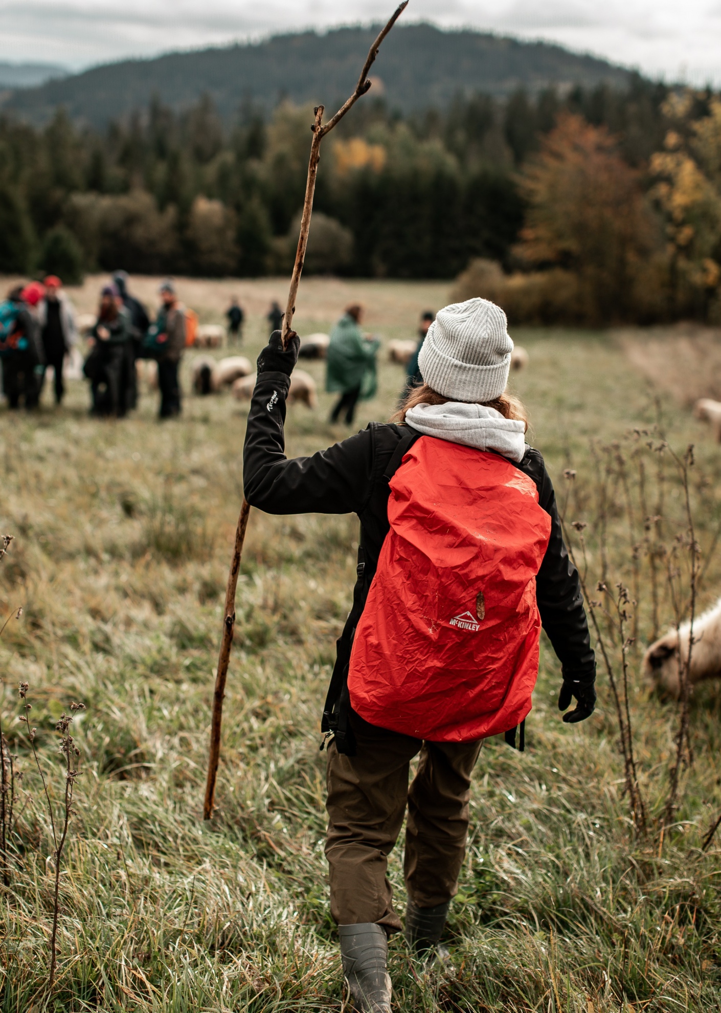 Leadersheep na wypasie