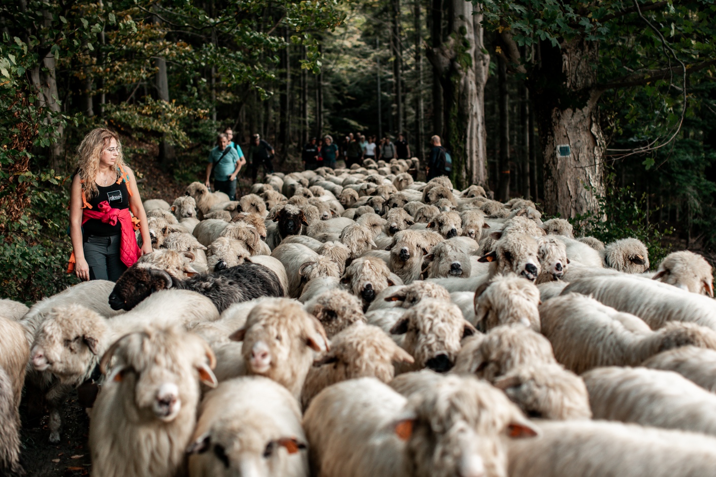 Leadersheep na wypasie