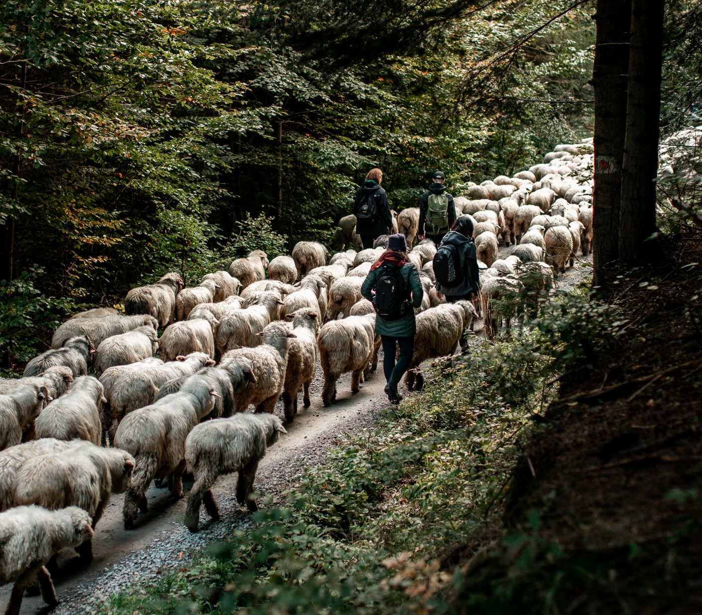 Leadersheep na wypasie