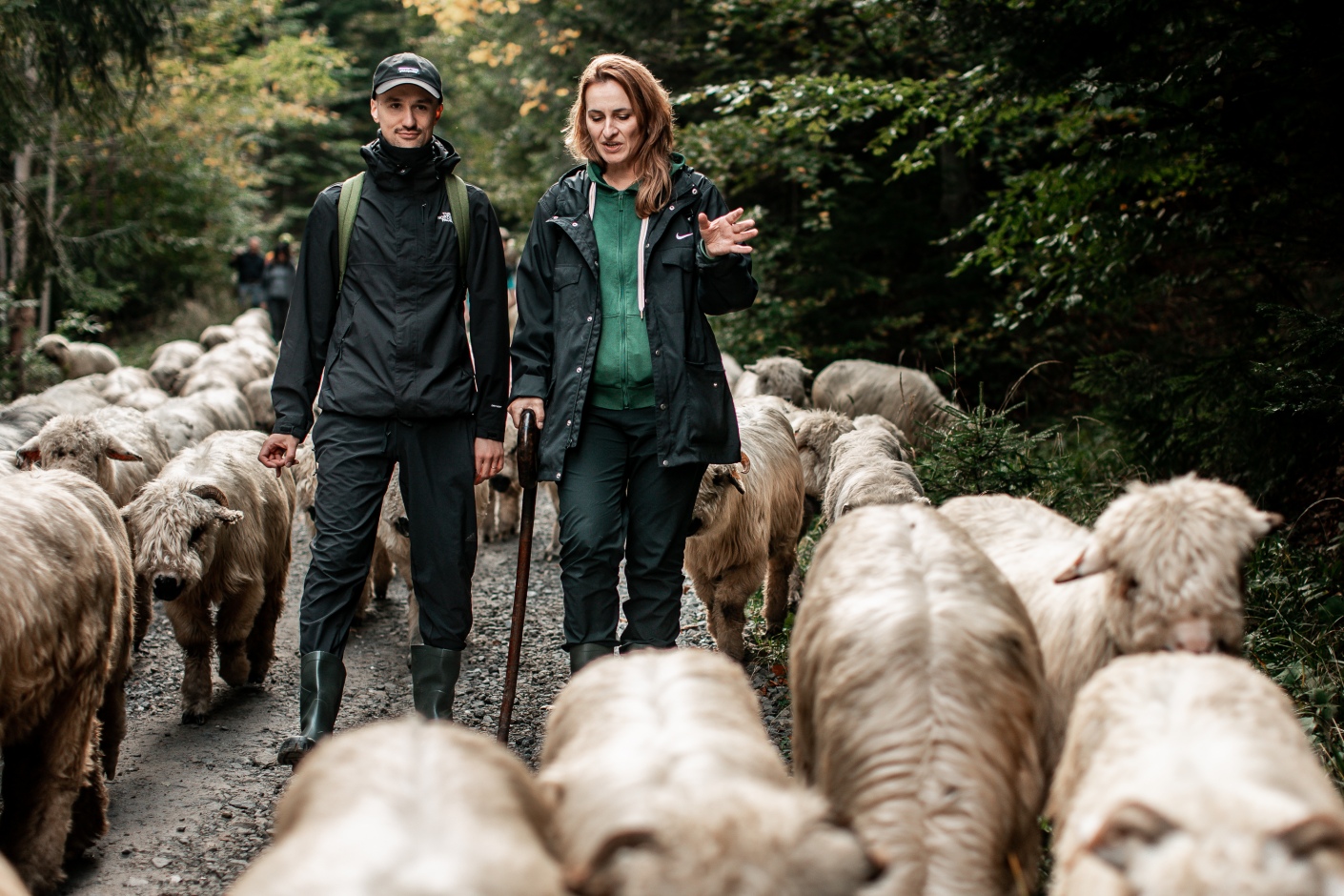 Leadersheep na wypasie