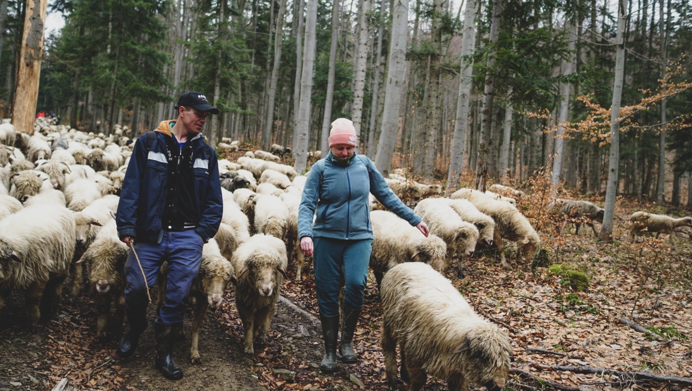 Leadersheep na wypasie 