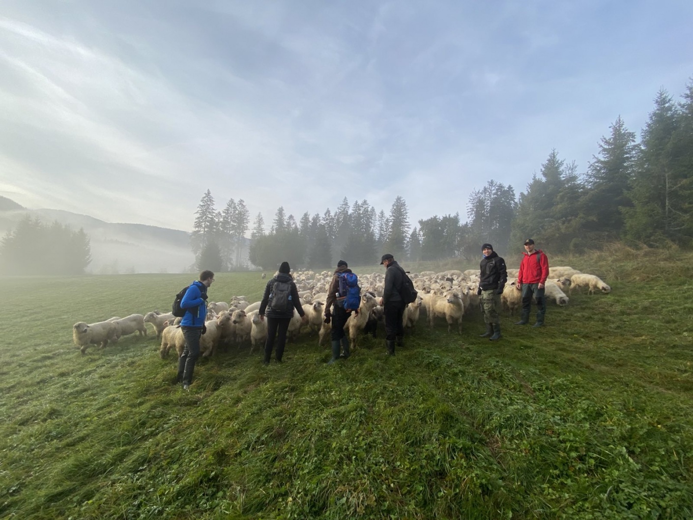 Leadersheep na wypasie 