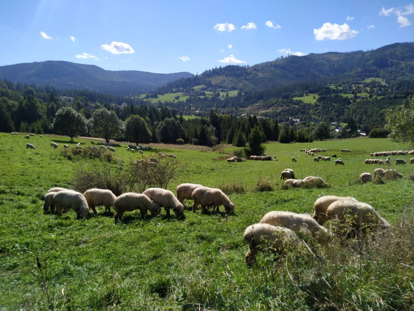 Leadersheep na wypasie 